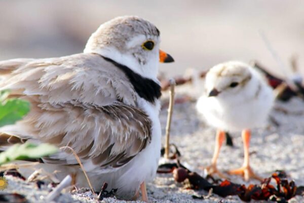 Nature: Piping plovers in Maine