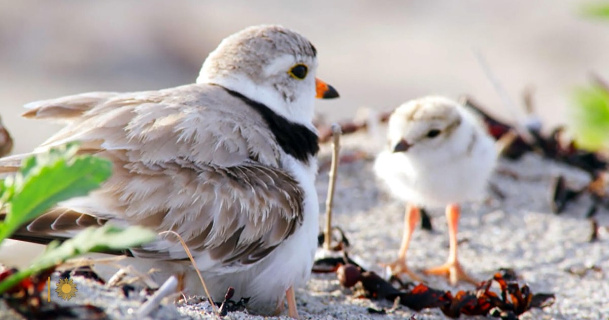 Nature: Piping plovers in Maine