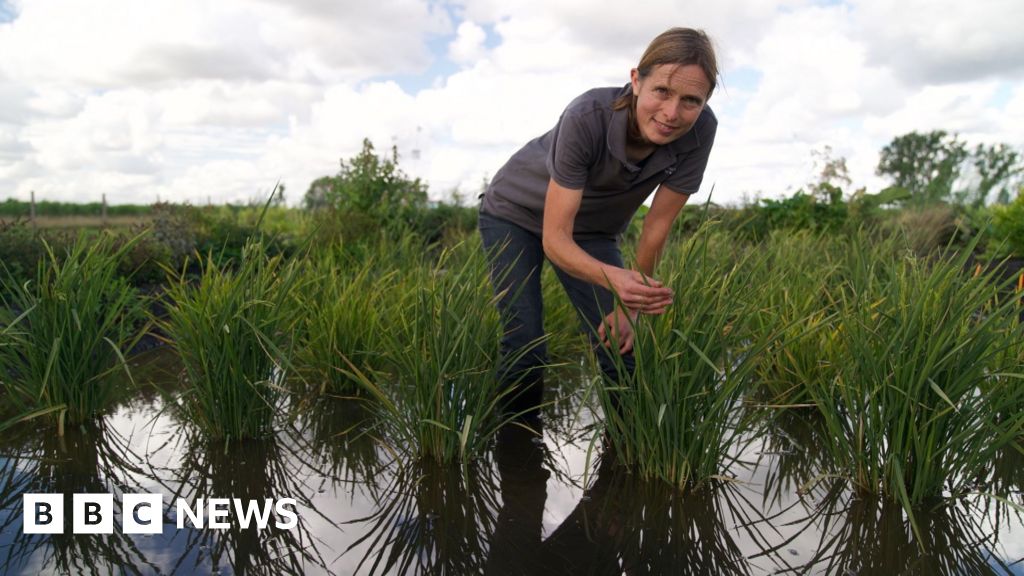 UK's first rice crop ripe for picking after hot summer