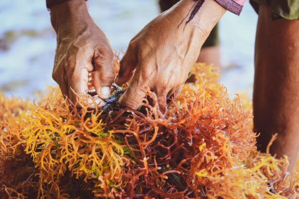 Seaweed Innovations Transform Food, Pharmaceutical And Fashion Futures