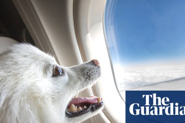 Pup in the air! Pets will soon be allowed on some Australian flights – here’s how it will work | Transport