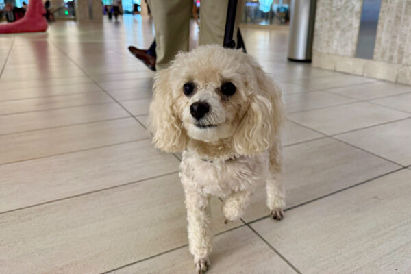 Tips for traveling safely with pets at TPA
