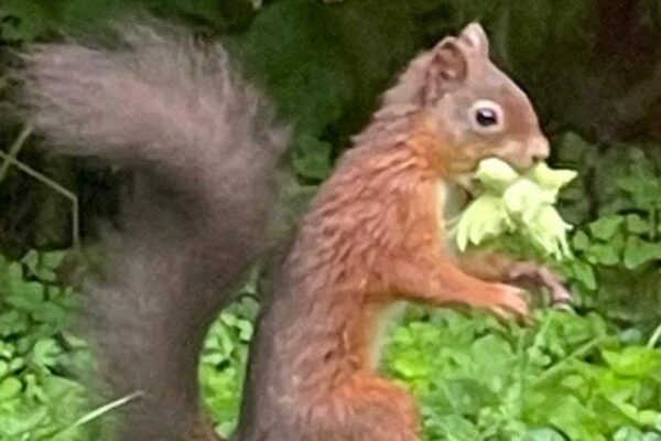 First red squirrel pictured in Broughton area for 30 years