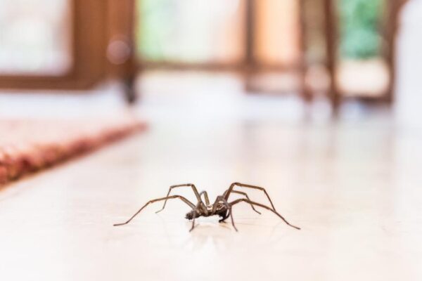 Expert debunks the truth and myths of UK spider season