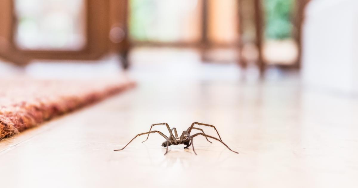 Expert debunks the truth and myths of UK spider season