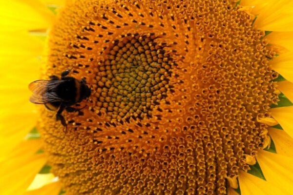 Guidance tightened on applications for emergency use of banned pesticides