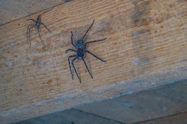 Brits warned about 'very large house spiders' from expert