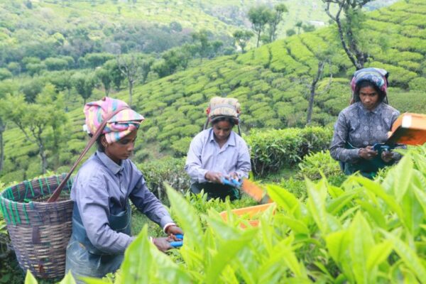 Fifth of adults think tea originates in UK, Fairtrade poll finds