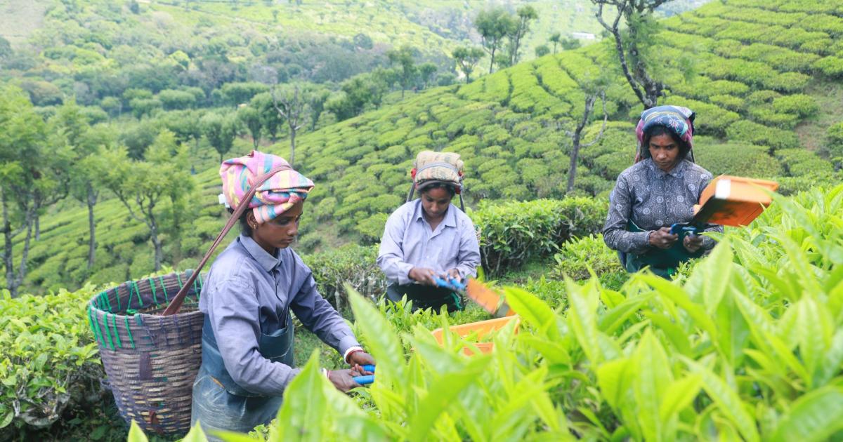 Fifth of adults think tea originates in UK, Fairtrade poll finds