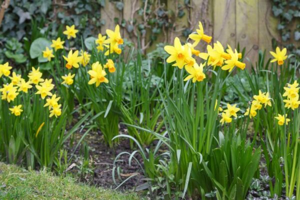 When you should plant daffodils and when they will bloom