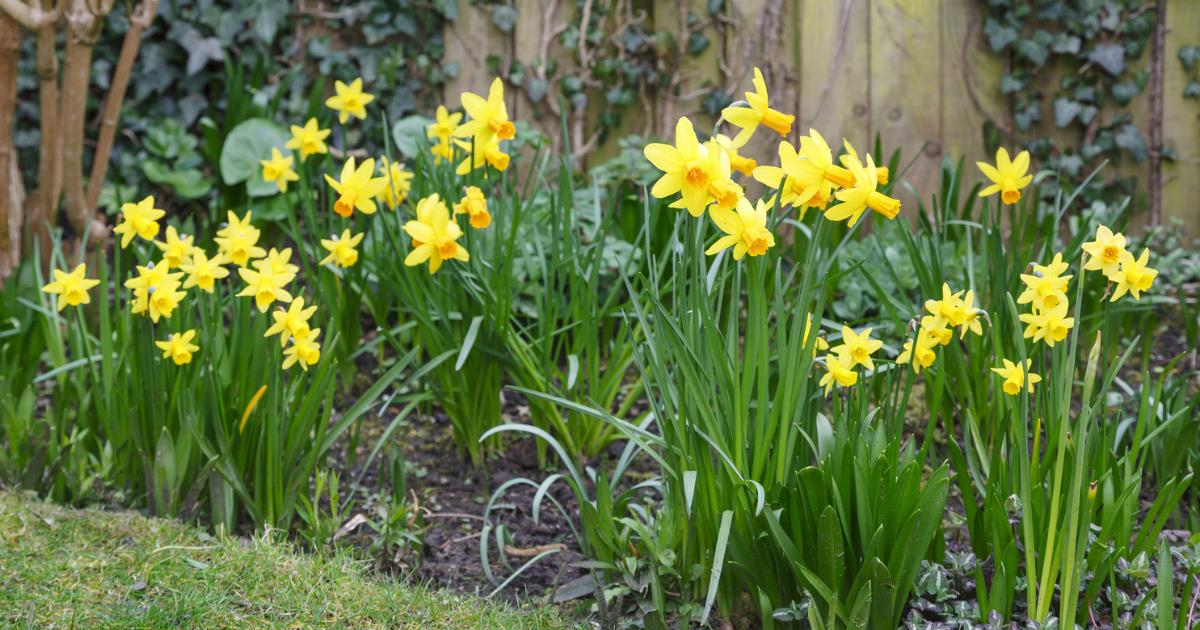When you should plant daffodils and when they will bloom