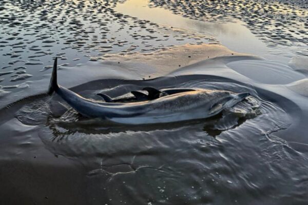 Dolphins die after mass stranding off Cumbria coast