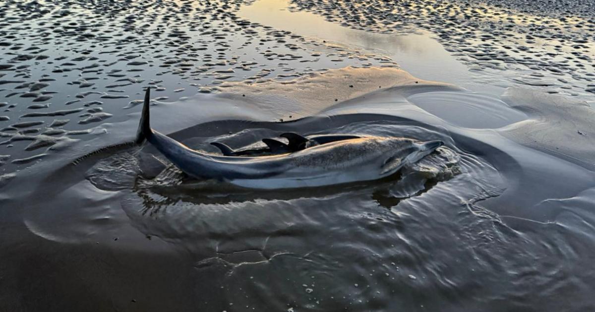 Dolphins die after mass stranding off Cumbria coast