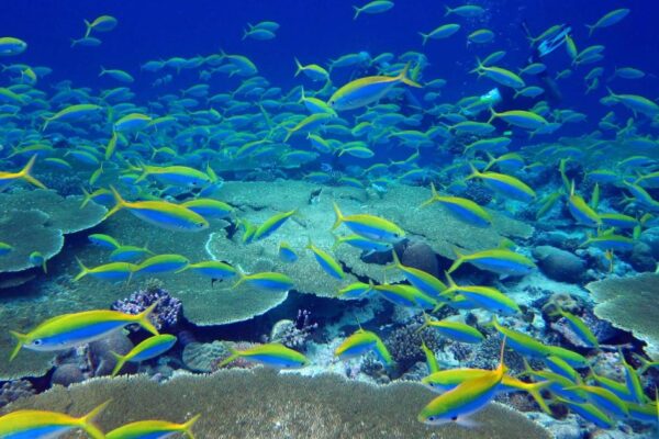 Chagos Islands’ ‘pristine ocean’ must be protected, warns Emily Thornberry