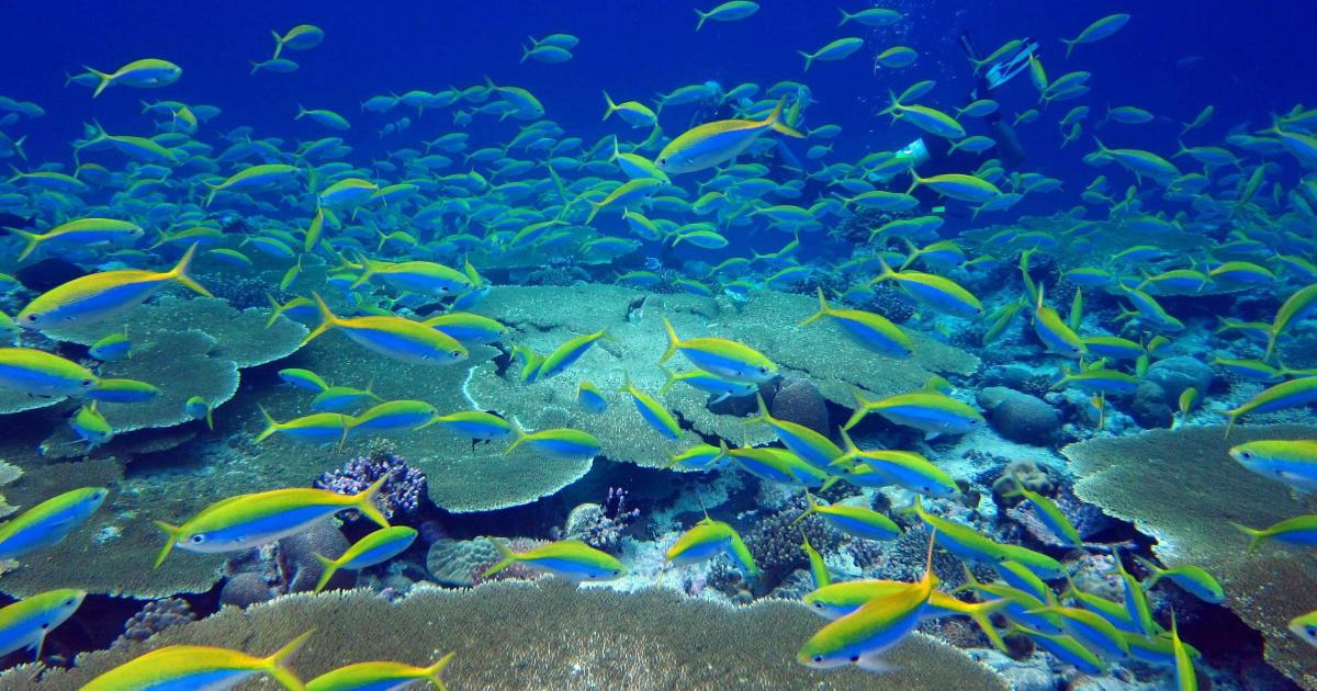 Chagos Islands’ ‘pristine ocean’ must be protected, warns Emily Thornberry