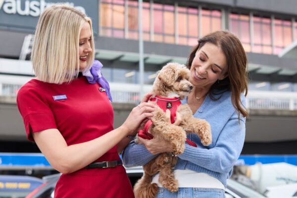 You Can Now Fly with Your Pets in the Cabin