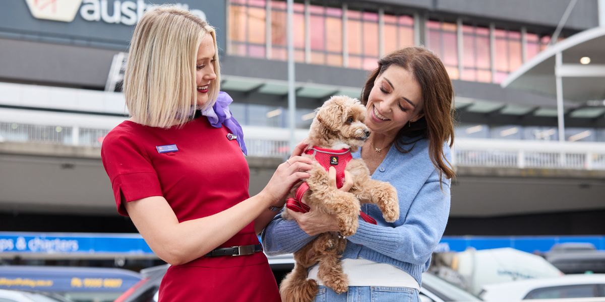 You Can Now Fly with Your Pets in the Cabin