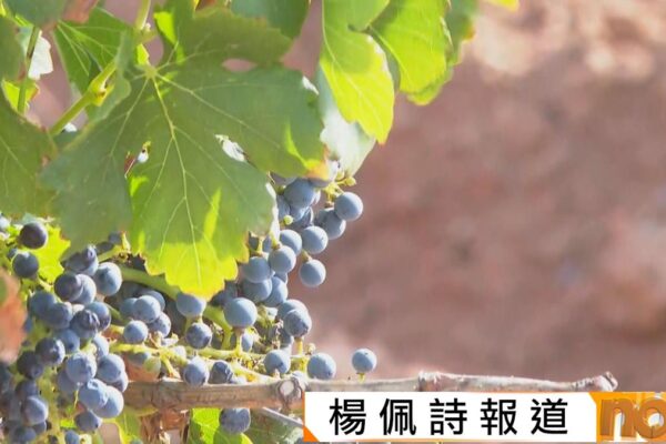 首都專線｜寧夏賀蘭山風土宜產釀酒葡萄 特色口味受國內外歡迎
