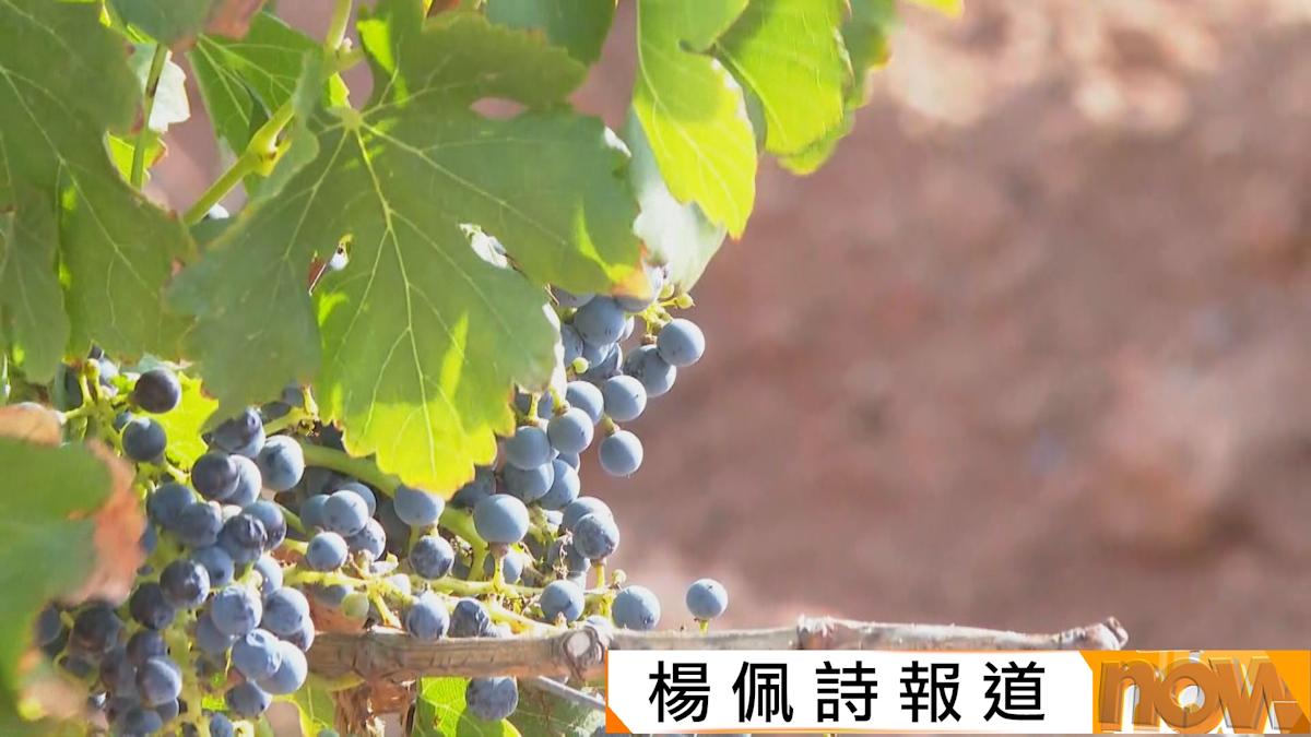 首都專線｜寧夏賀蘭山風土宜產釀酒葡萄 特色口味受國內外歡迎