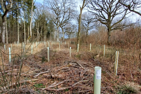 New Kew study reveals best approach to building resilient UK woodlands | Local News | News | Richmond Nub News