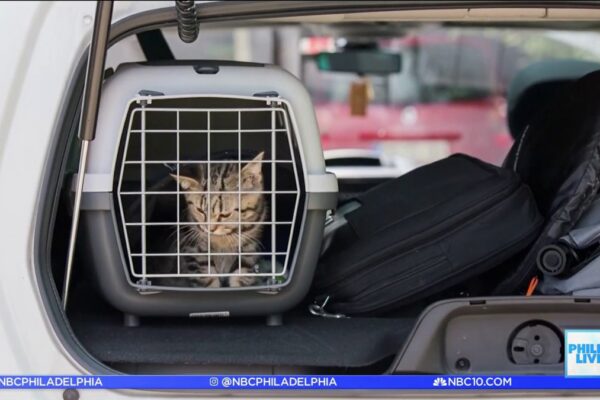 Traveling with animals – NBC10 Philadelphia