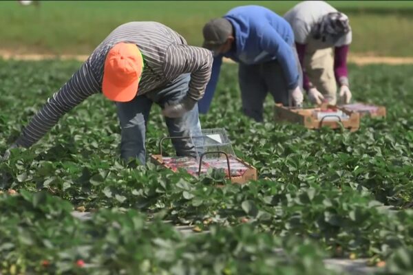 US immigrant workforce drops by over 1.2 million