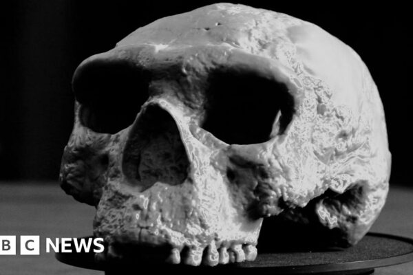 Million-year-old skull rewrites human evolution, say scientists