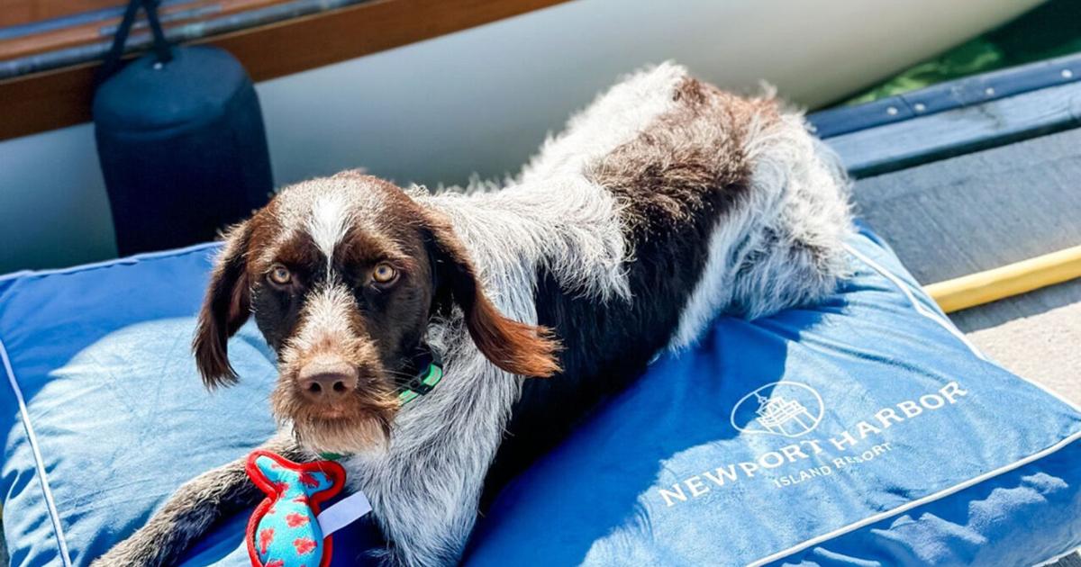 Family travel 5: Taking your pets | Travel