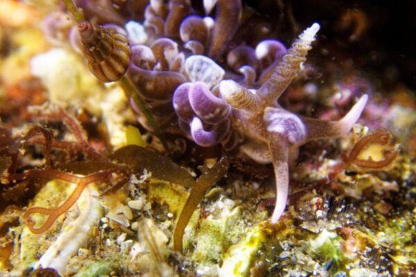 Rare sea creature spotted in UK for first time | National