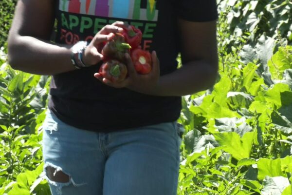 North Minneapolis urban farm looks to teach kids healthy eating habits, address food insecurity