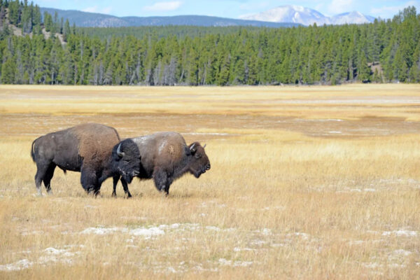 Researchers make surprising discovery about bison behavior in Yellowstone: ‘Important consequences’ Yahoo news home