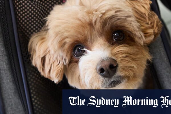 Virgin Australia begins flying pets on planes ASX:VGN