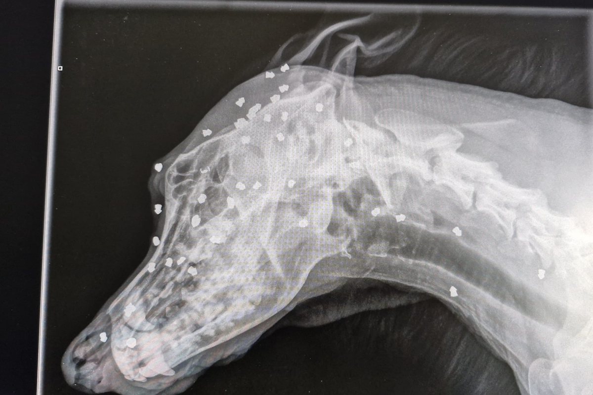 Dog survives being shot in the head 40 times with air rifle pellets as owner arrested