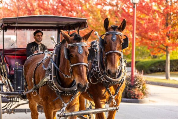 Mackinac Island named best fall travel destination in U.S.