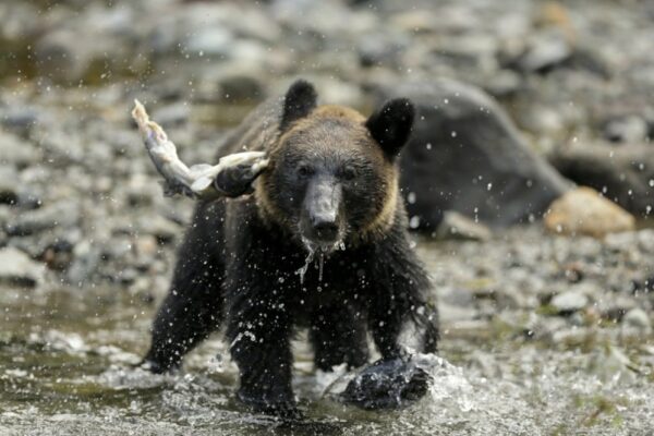 Bear injures man hiking alone in Yellowstone National Park