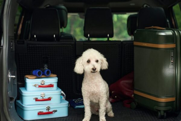 Pet parents are spending thousands to plan their dog’s perfect vacation through Bark Air Pet parents are spending thousands to plan their dog’s perfect vacation through Bark Air