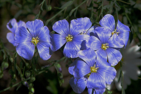 flax flowers