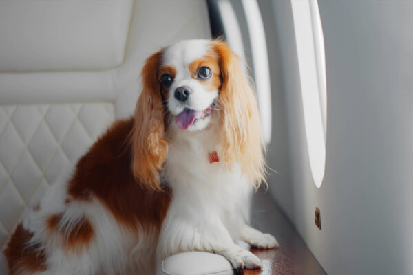 For HK$100,000, you can take your dog from Macao to Japan by private jet