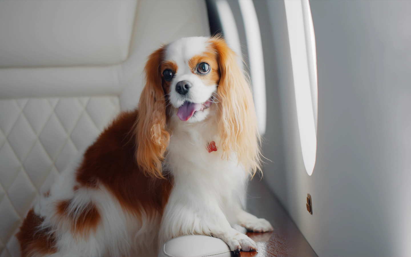 For HK$100,000, you can take your dog from Macao to Japan by private jet