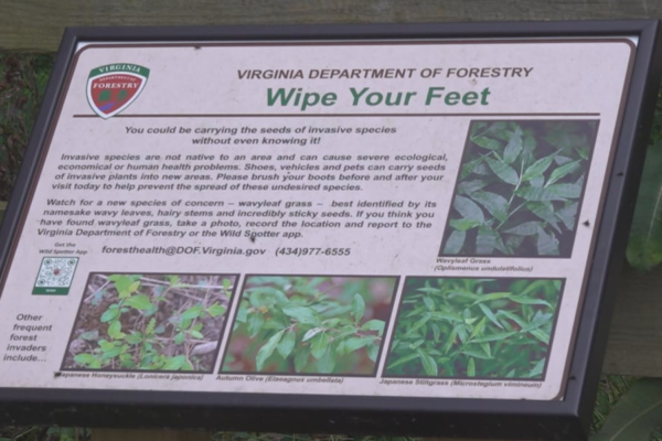 Wild Spotter app helps report invasive species in state forests