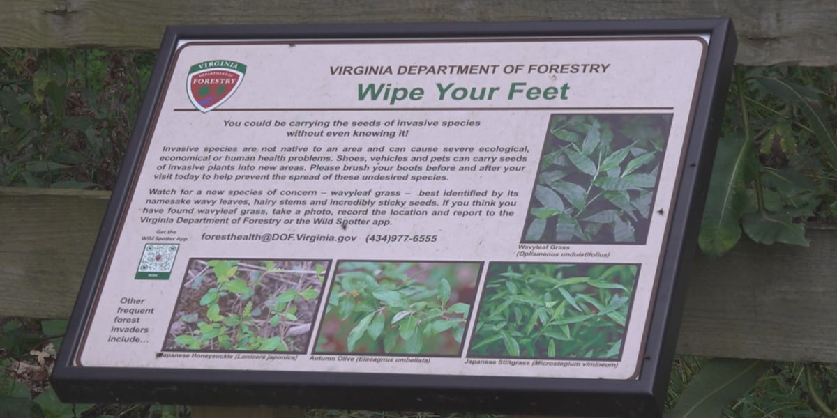 Wild Spotter app helps report invasive species in state forests