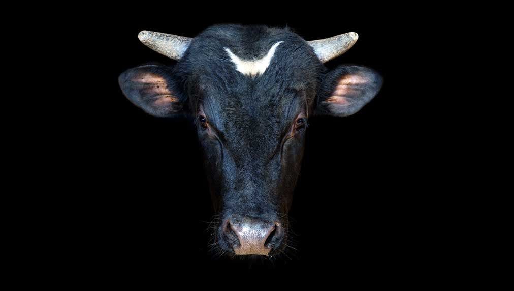 New Bullish Phase For Market…