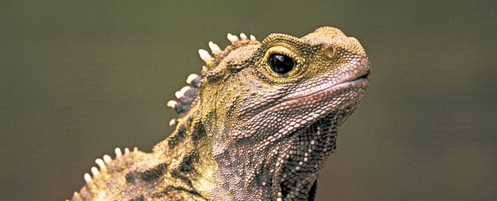 Incredible Discovery Reveals Ancient Creature That Predated The Dinosaurs : ScienceAlert