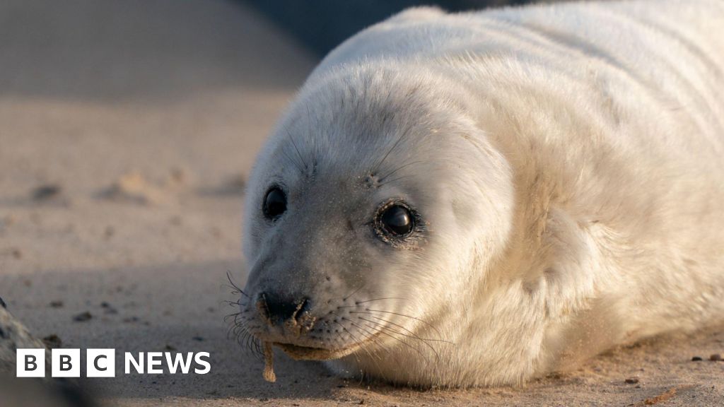 Appeal after seal pup disturbed by dog on Jersey beach
