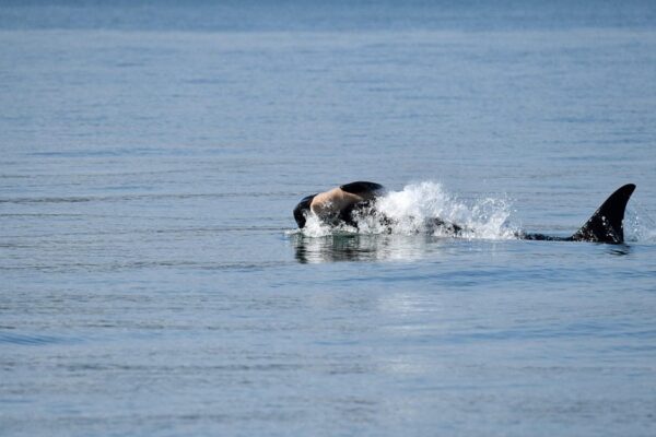 Another endangered orca in Washington state is seen carrying a dead calf