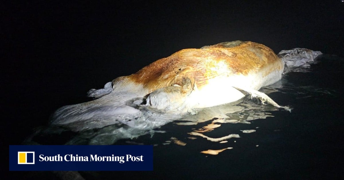 10-metre whale carcass discovered in Mirs Bay, Hong Kong authorities say