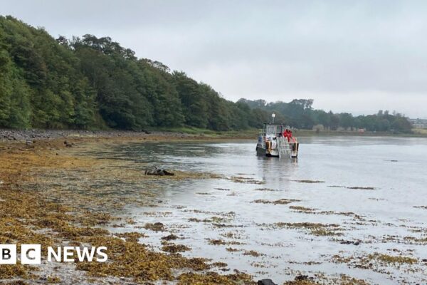 Huge mass of algae removed from Northumberland bay