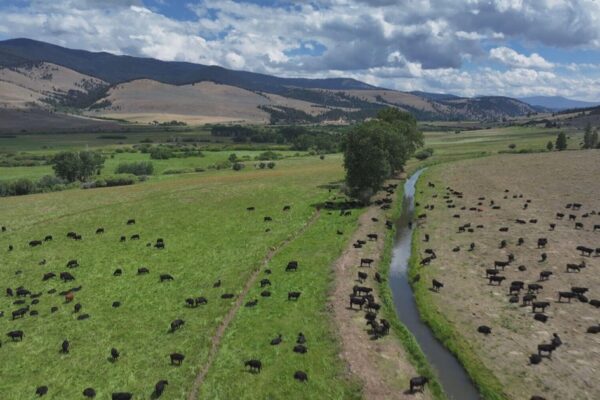 How ranchers in Montana's Blackfoot Valley are challenging the status quo amid existential threats