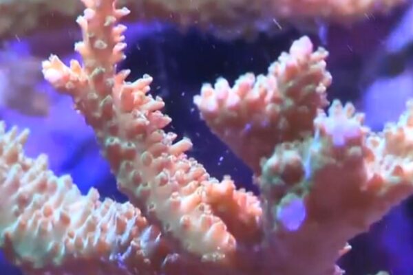 Seized coral illegally smuggled from Indonesia finds new home at New York Aquarium
