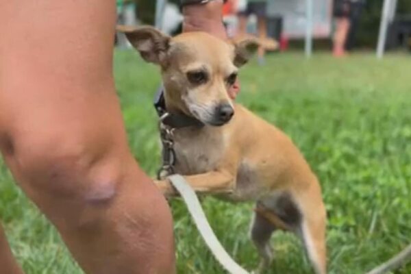 The rescue dog that runs ultramarathons The rescue dog that runs ultramarathons
